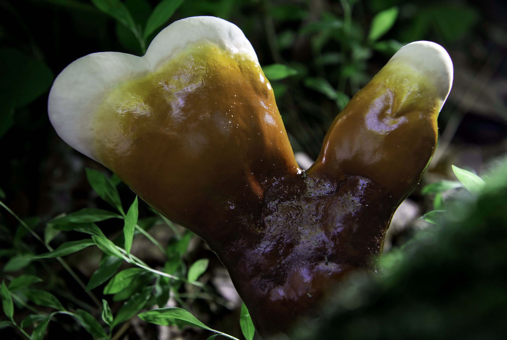 Pennsylvania Mushroom S.jpg